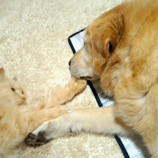 動物,犬,猫,しつけ,飼い方,育て方,病気,健康