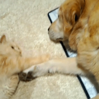 動物,犬,猫,しつけ,飼い方,育て方,病気,健康
