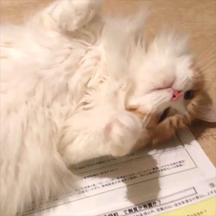 動物,犬,猫,しつけ,飼い方,育て方,病気,健康