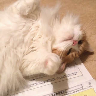 動物,犬,猫,しつけ,飼い方,育て方,病気,健康