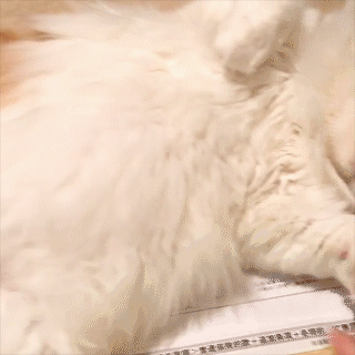 動物,犬,猫,しつけ,飼い方,育て方,病気,健康