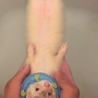 動物,犬,猫,しつけ,飼い方,育て方,病気,健康