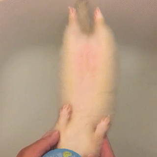 動物,犬,猫,しつけ,飼い方,育て方,病気,健康