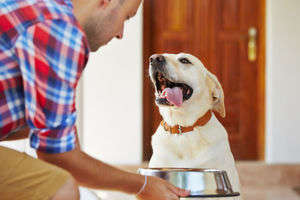 動物,犬,猫,しつけ,飼い方,育て方,病気,健康