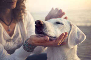 動物,犬,猫,しつけ,飼い方,育て方,病気,健康