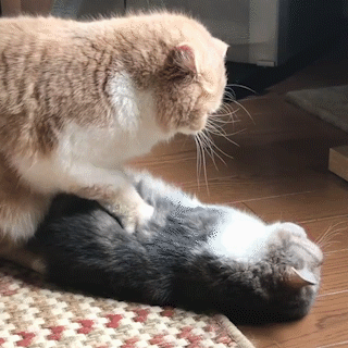 動物,犬,猫,しつけ,飼い方,育て方,病気,健康