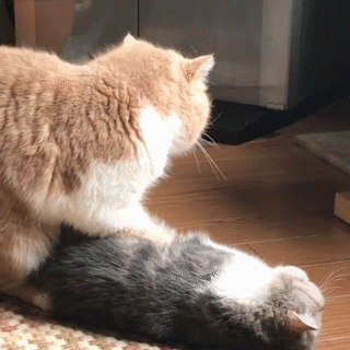 動物,犬,猫,しつけ,飼い方,育て方,病気,健康