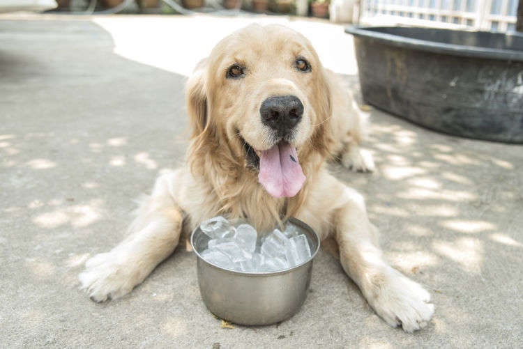 【獣医師監修】犬に氷を与える時の正しい方法と注意点!特に子犬や小型犬は要注意