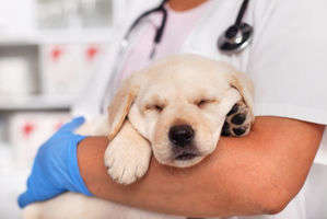 動物,犬,猫,しつけ,飼い方,育て方,病気,健康
