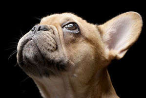 動物,犬,猫,しつけ,飼い方,育て方,病気,健康