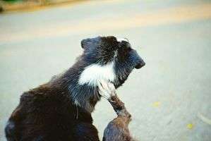 動物,犬,猫,しつけ,飼い方,育て方,病気,健康