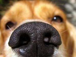 動物,犬,猫,しつけ,飼い方,育て方,病気,健康