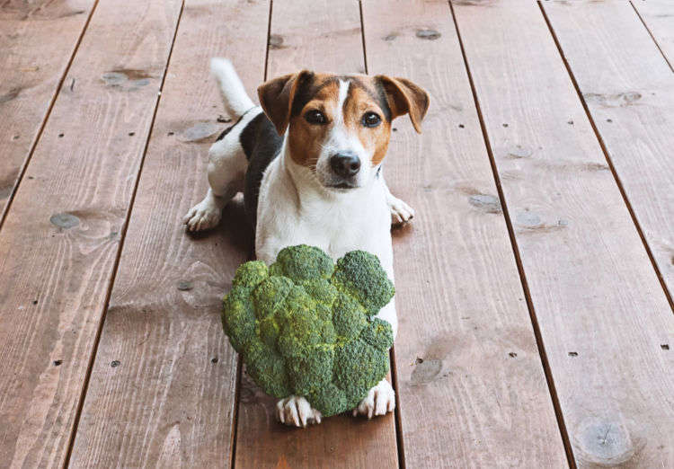 【獣医師監修】犬がブロッコリーを食べて大丈夫?メリットや注意点、芯は食べてもいい?