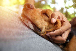 動物,犬,猫,しつけ,飼い方,育て方,病気,健康