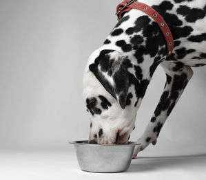 動物,犬,猫,しつけ,飼い方,育て方,病気,健康