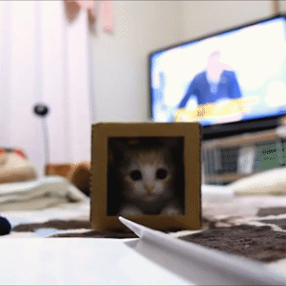 動物,犬,猫,しつけ,飼い方,育て方,病気,健康