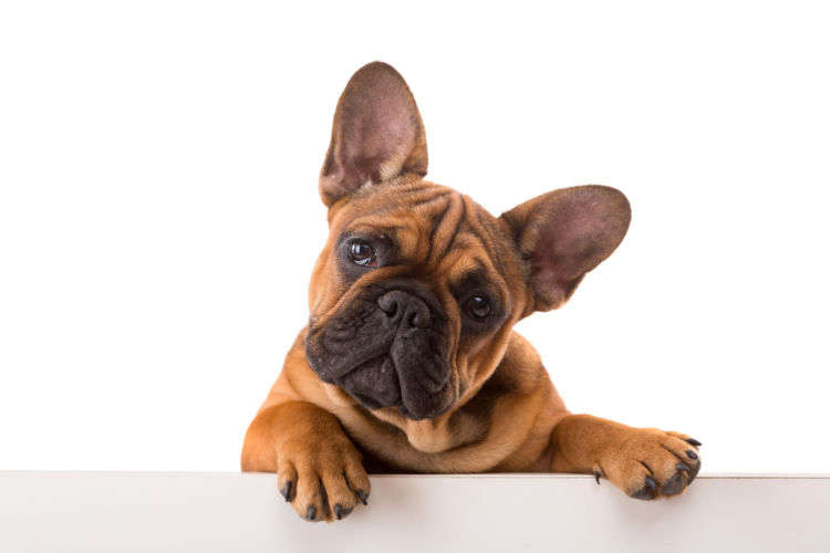 【獣医師監修】犬が大豆(生)を食べても大丈夫?犬の大豆アレルギーや注意点は!?