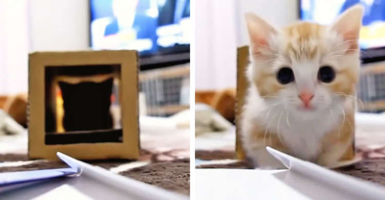ダンボールから…子猫がジャジャーンと登場! 何度も出入りして遊ぶ姿から、目が離せないっ(∩´∀`)∩