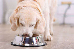 動物,犬,猫,しつけ,飼い方,育て方,病気,健康