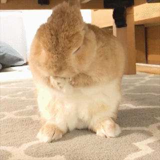動物,犬,猫,しつけ,飼い方,育て方,病気,健康