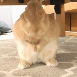 動物,犬,猫,しつけ,飼い方,育て方,病気,健康