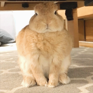 動物,犬,猫,しつけ,飼い方,育て方,病気,健康