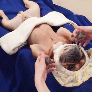 動物,犬,猫,しつけ,飼い方,育て方,病気,健康