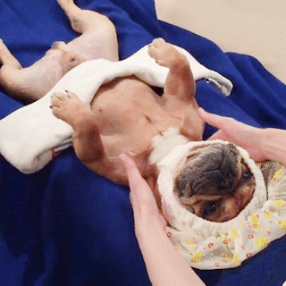 動物,犬,猫,しつけ,飼い方,育て方,病気,健康