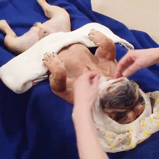 動物,犬,猫,しつけ,飼い方,育て方,病気,健康