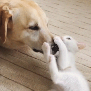 動物,犬,猫,しつけ,飼い方,育て方,病気,健康