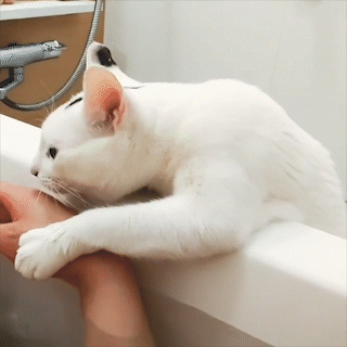 動物,犬,猫,しつけ,飼い方,育て方,病気,健康