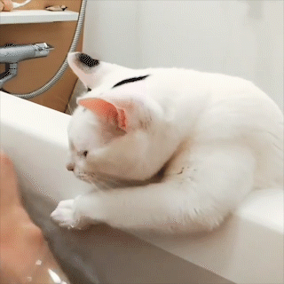 動物,犬,猫,しつけ,飼い方,育て方,病気,健康