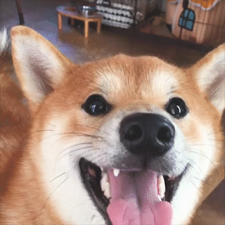 動物,犬,猫,しつけ,飼い方,育て方,病気,健康