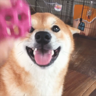 動物,犬,猫,しつけ,飼い方,育て方,病気,健康