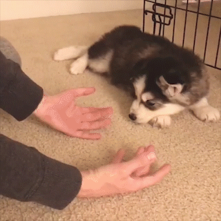 動物,犬,猫,しつけ,飼い方,育て方,病気,健康