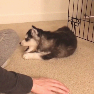 動物,犬,猫,しつけ,飼い方,育て方,病気,健康