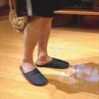 動物,犬,猫,しつけ,飼い方,育て方,病気,健康