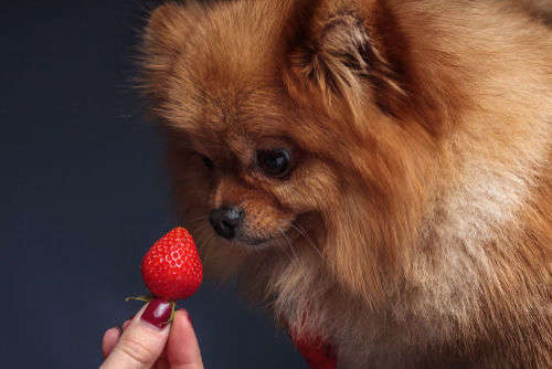 【獣医師監修】犬がいちごを食べても大丈夫?キシリトールには注意が必要?適量は?