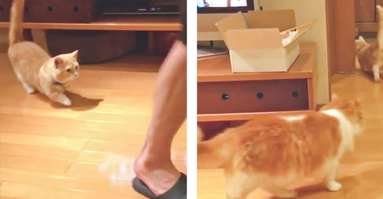 【追いかけられたいっ♡】パパさんの後ろを猫たちがトコトコ♪ 可愛すぎるニャンニャンストーカー!