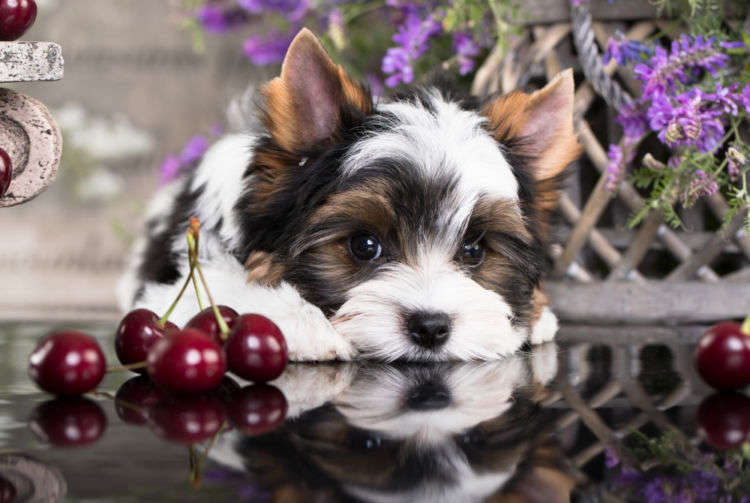 【獣医師監修】犬がさくらんぼを食べても大丈夫?柄や種子には注意!アレルギーや適量は?
