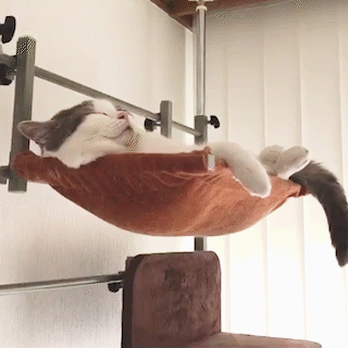 動物,犬,猫,しつけ,飼い方,育て方,病気,健康