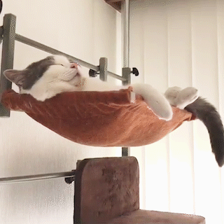 動物,犬,猫,しつけ,飼い方,育て方,病気,健康