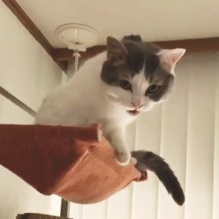 動物,犬,猫,しつけ,飼い方,育て方,病気,健康