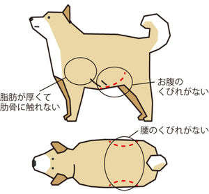 動物,犬,猫,しつけ,飼い方,育て方,病気,健康