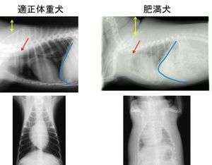 動物,犬,猫,しつけ,飼い方,育て方,病気,健康