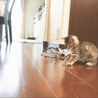 動物,犬,猫,しつけ,飼い方,育て方,病気,健康
