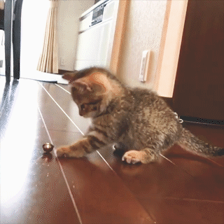 動物,犬,猫,しつけ,飼い方,育て方,病気,健康