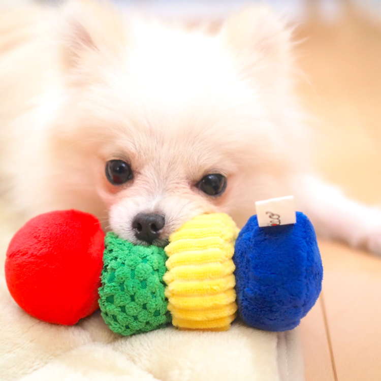動物,犬,猫,しつけ,飼い方,育て方,病気,健康