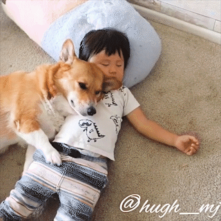 動物,犬,猫,しつけ,飼い方,育て方,病気,健康