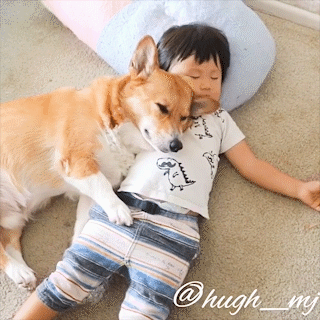 動物,犬,猫,しつけ,飼い方,育て方,病気,健康